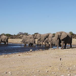 Elephant at Etosha National Park