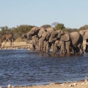 Elephant at Etosha National Park