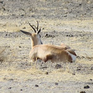 Springbok at Etosha National Park