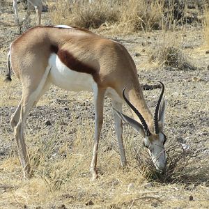 Springbok at Etosha National Park