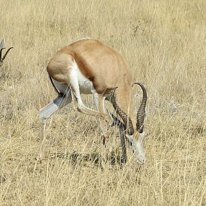 Springbok at Etosha National Park