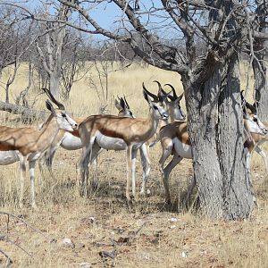 Springbok at Etosha National Park