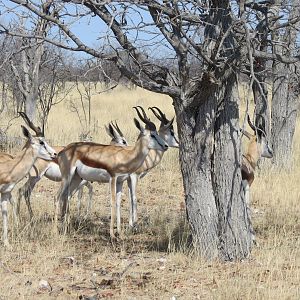 Springbok at Etosha National Park