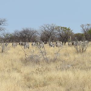 Zebra at Etosha National Park