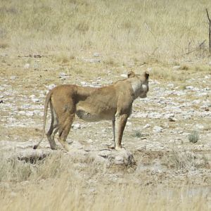 Lion at Etosha National Park