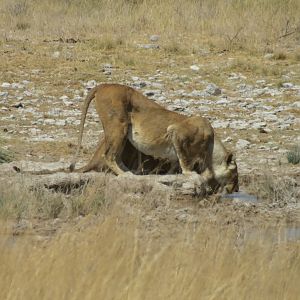 Lion at Etosha National Park