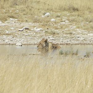 Lion at Etosha National Park