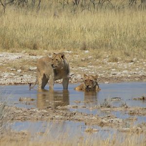 Lion at Etosha National Park