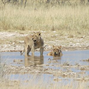 Lion at Etosha National Park