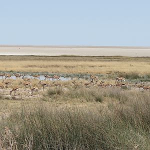 Etosha National Park