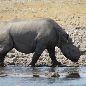 Black Rhino at Etosha National Park