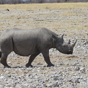 Black Rhino at Etosha National Park