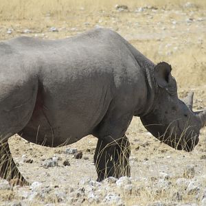 Black Rhino at Etosha National Park