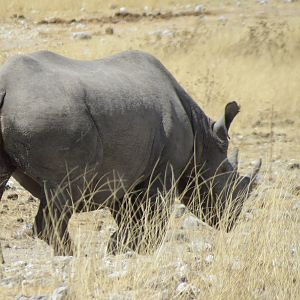 Black Rhino at Etosha National Park