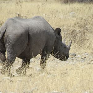 Black Rhino at Etosha National Park