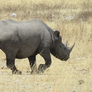 Black Rhino at Etosha National Park