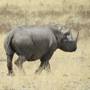 Black Rhino at Etosha National Park