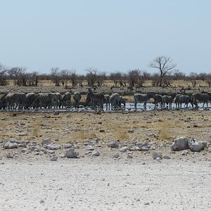 Zebra at Etosha National Park