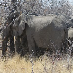 Elephant at Etosha National Park