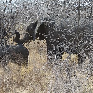 Elephant at Etosha National Park