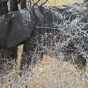 Elephant at Etosha National Park