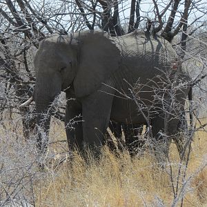 Elephant at Etosha National Park