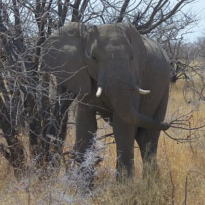 Elephant at Etosha National Park