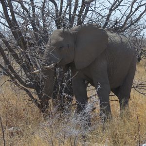 Elephant at Etosha National Park