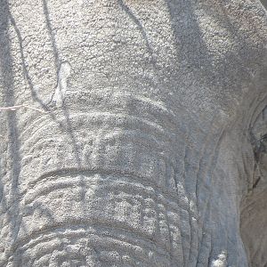 Elephant at Etosha National Park