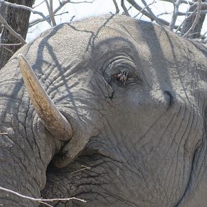 Elephant at Etosha National Park