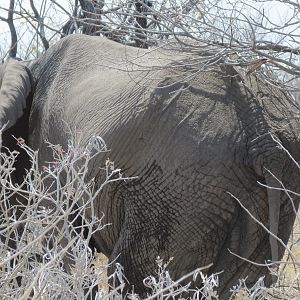 Elephant at Etosha National Park