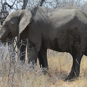 Elephant at Etosha National Park