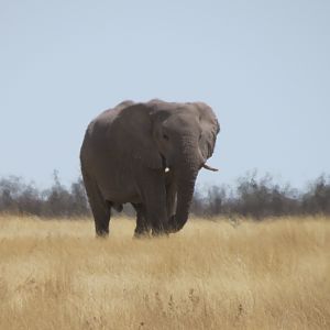 Elephant at Etosha National Park