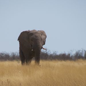 Elephant at Etosha National Park