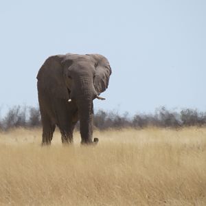 Elephant at Etosha National Park