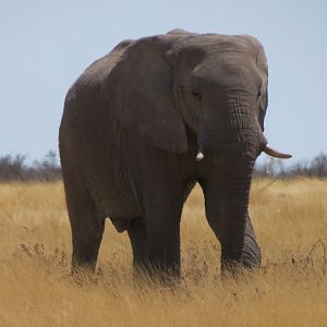 Elephant at Etosha National Park