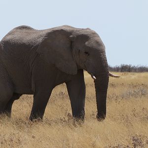 Elephant at Etosha National Park