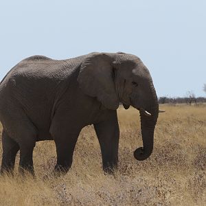 Elephant at Etosha National Park