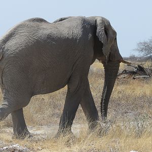 Elephant at Etosha National Park