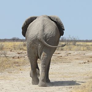 Elephant at Etosha National Park