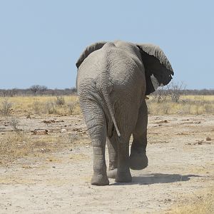 Elephant at Etosha National Park