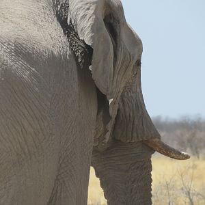 Elephant at Etosha National Park