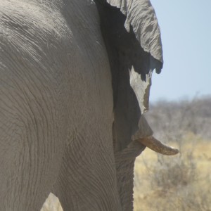 Elephant at Etosha National Park