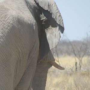 Elephant at Etosha National Park