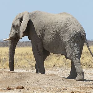 Elephant at Etosha National Park