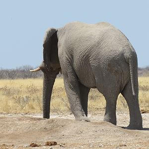 Elephant at Etosha National Park