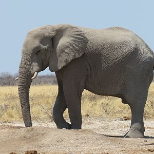 Elephant at Etosha National Park