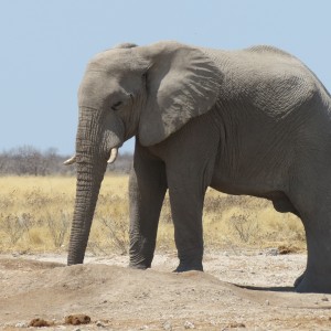 Elephant at Etosha National Park