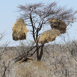 Community Weaver Nest at Etosha National Park