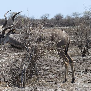 Greater Kudu at Etosha National Park